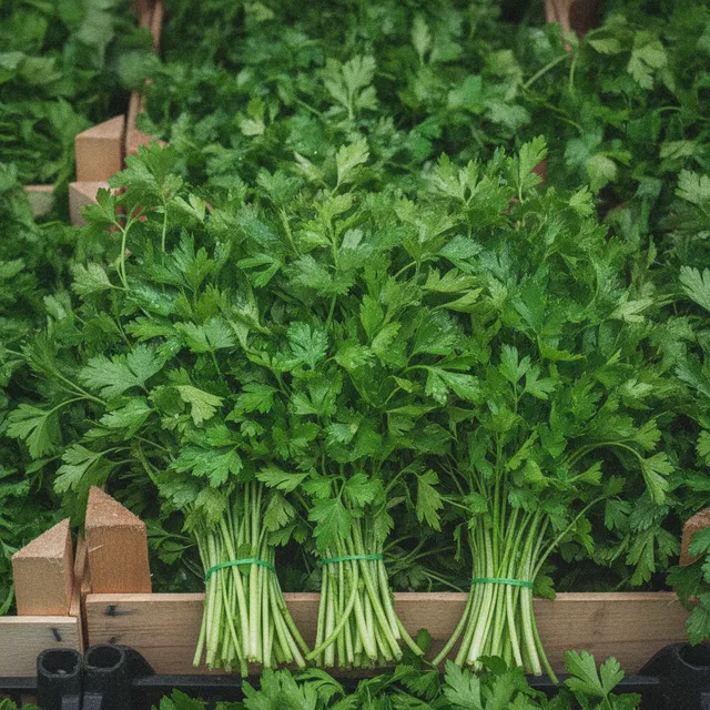 Bouquets de persil frais plat aux feuilles vert vif sur un étal de marché