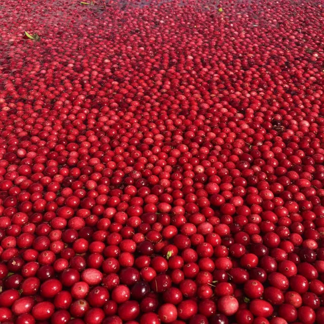 Des centaines de canneberges rouges qui flottent à la surface d'un champ inondé au moment de la récolte