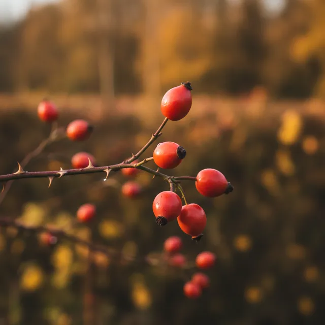 Des cynorrhodons rouge orangé, fruits de l'églantier, accrochés à une branche épineuse en automne